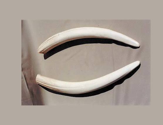 Walrus Tusk Pair Replica For Sale