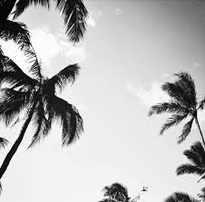 Aesthetic Black And White Palm Tree Wallpaper Iphonewallpaper Vintage The Best Awesome Black And White Wallpaper Photography For Iphone The Best Aw In 2020 Palm Trees Wallpaper Tree Wallpaper Palm Tree Background