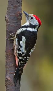 Birds With Red Heads Uk Middle Spotted Woodpecker Uk Pet Birds Spotted Woodpecker Woodpecker