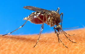 Infected mosquitoes in many parts of the world transmit west nile virus to humans. Skeeter Syndrome Can Be Long Lasting