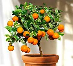 Calamondin Is A Delightful Little Citrus Usually Grown In Southeast Asia This Is A Very Pretty Tree Bonsai Fruit Tree Potted Trees Indoor Vegetable Gardening