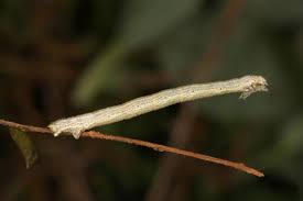 Image result for Eulithis testata