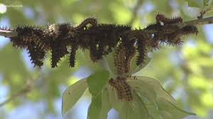 The types of caterpillars feeding that do the most damage to autumn crops are the kind that turns into moths. What To Do If You Are Stung By Those Pesky Buck Moth Caterpillars Wwltv Com