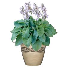 Simply fill the container with warm or hot water, add one cup of table sugar or one box of wbu hummingbird nectar (3017), replace the lid and shake until the sugar is dissolved. Best Flowers To Attract Hummingbirds To Your Yard The Home Depot