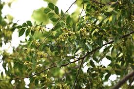 Image result for Ulmaceae