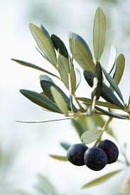 Epingle Sur Le Marche