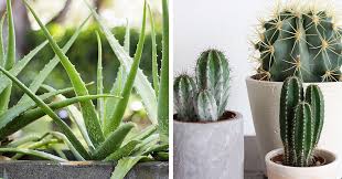 The following photos will allow you to identify indoor plants. Mother Nature Best Indoor Plants For Bc Winters