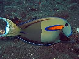 Orangeband Surgeonfish Acanthurus Olivaceus Marine Fish Sea Fish Fish