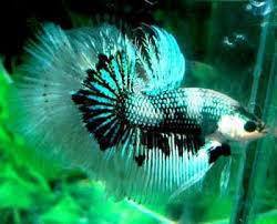 Betta splendens, being tropical fish and all, prefer water in the warmer temperature range. O My Gosh I Want To Find This One At Petco Mint Green Beta Betta Fish Betta Fish