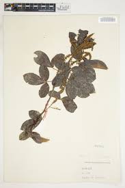 Image result for Allophylus africanus