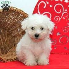 It is enthusiastic and lively, without being happy and loud. Bichon Frise Puppies For Sale Greenfield Puppies Bichon Frise Puppy Bichon Frise Dogs Bichon Frise