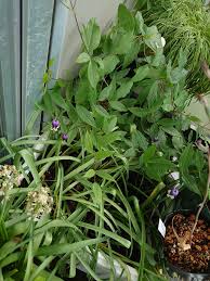 クレマチス 雫｜そだレポ（栽培レポート）byうぇる｜みんなの趣味の園芸