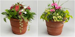 We did not find results for: Order Your Blooming Spring Plants For Mother S Day Robertson S Flowers