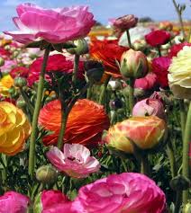 Image result for Ranunculus  cooleyae