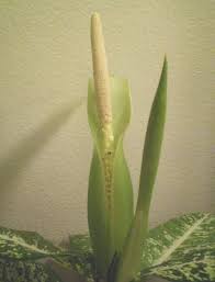 Image result for dieffenbachia flower