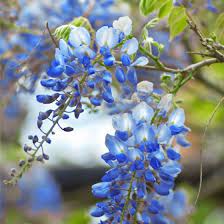 Blue Chinese Wisteria Tree Wisteria Tree Flower Garden Plans Chinese Wisteria