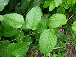 Image result for Gouania