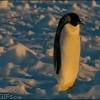 If you need a gif involving a penguin, well then you came to the right subreddit! Https Encrypted Tbn0 Gstatic Com Images Q Tbn And9gcrkp Oisufm 0va43z9lo5aco Jwk5tzhhivmoq2a8 Usqp Cau