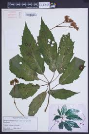 Image result for Begonia clypeifolia