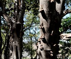 Image result for Ficus sansibarica