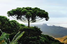 Image result for Arauk rie Araucaria