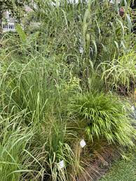 Image result for Cyanastrum johnstonii