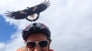 May 13, 2019 · the shores of gold is the first of the tall tales coming to sea of thieves. Vendetta Magpie Swoops At Cyclist Youtube
