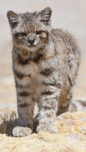 These cats generally live in peru, argentina, bolivia and chile. The Endangered Andean Mountain Cat Less Than 2500 Are Thought To Exist In The Wild Smallwildcats