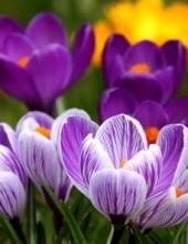 Rose Bennett Obituary