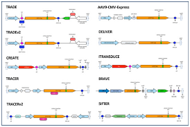 Image result for Wine Red 1999 AAV