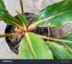 Image result for Chlorophytum filipendulum
