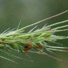 Image result for Echinochloa jubata