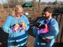 Click here to view dogs in maryland for adoption. Truckload Of Rescued Chihuahuas To Be Put Up For Adoption In Dc Wtop