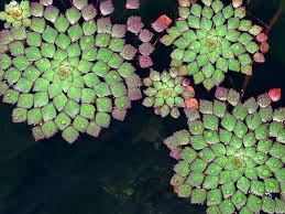 Mosaic Water Plants Plants Freshwater Plants