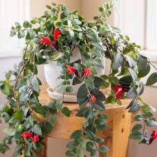Tropical gardens are no longer exclusive to tropical areas. Top Houseplants With Red Flowers