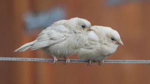 White Sparrow Poisk V Google Albino Animals Beautiful Albino Animals