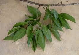 Image result for Englerodendron