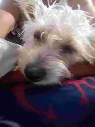 Now when you remember the can i give my dog tylenol question or you hear a friend thinking of doing it, you can act and help to save a life. How Long Does A Female Dog Stay On Her Period And Can I Give Her Infant Tylenol For Pain If Needed Petcoach