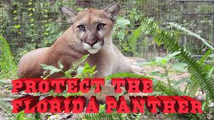 A message from kay rosaire & the big cat habitat. Florida Panther Facts Florida Panther Photos Florida Panther Videos And Florida Panther News