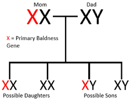 Sure, your hair traits could come from your mother's father, but according to cunniff and dr. Understanding Genetics