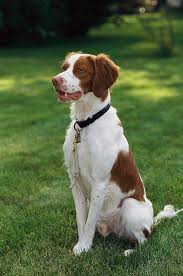 Epagneul breton de broughton steve broughton annandale mn 55302 phone: Brittany Spaniel Tail Docking About Dock Photos Mtgimage Org