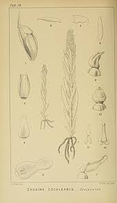 Image result for Zeuxine africana