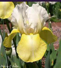 Tb Iris Germanica Pinnacle Stevens 1945 Iris Garden Iris Flowers Showy Flowers