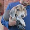 Grey gloss kitchen units ukc beagles forum. 3