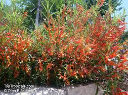 Image result for Scleria laxiflora