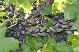 The most common way to do this is through spur training, where you. Updated Insecticide Use For Spotted Lanternfly On Peach Grape Fruit Growers News