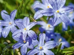 Image result for Scilla