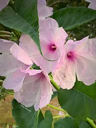 Image result for Ipomoea carnea