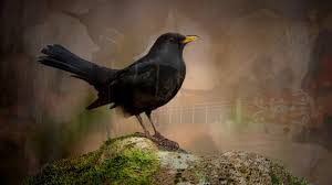 (mccartney said the music was inspired by j.s. The Beatles Revival Band Blackbird Schwarzer Vogel K Pop Lyrics Song