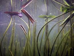 Image result for Nymphaeaceae